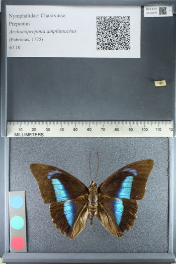 Media type: image;   Entomology 161277